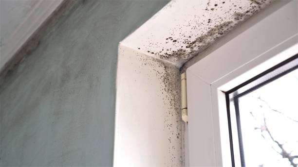 Environmental Consulting for Mold Prevention in Ellwood City, PA